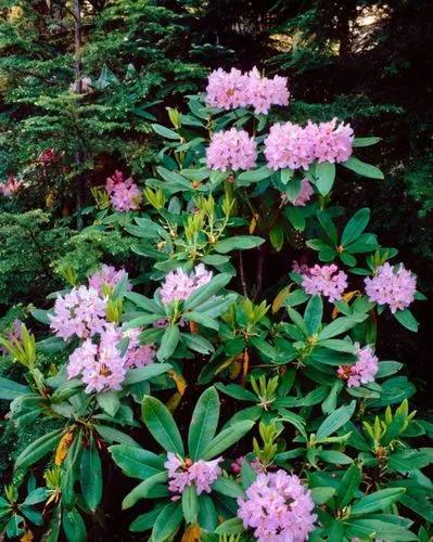 Pacific Rhododendron