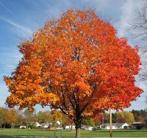 Maple Tree