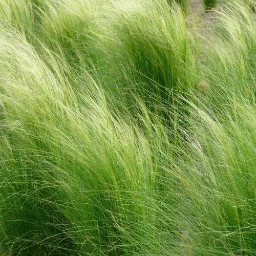 European Feather Grass