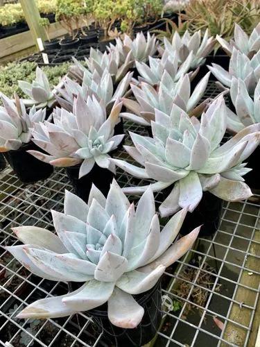 Echeveria Mexican Giant