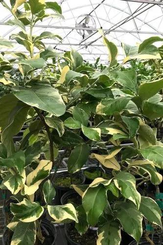 Pink Variegated Eureka Lemon Tree