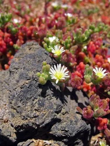 Slender iceplant