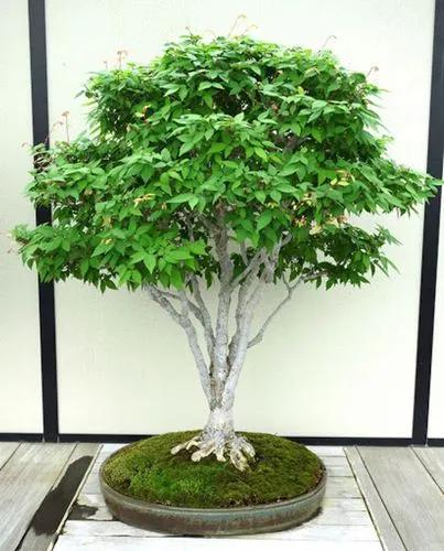 Japanese Zelkova