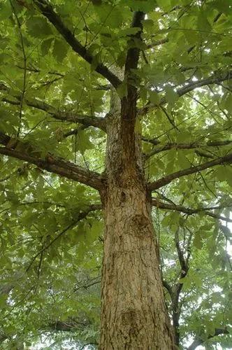 Swamp Chestnut Oak