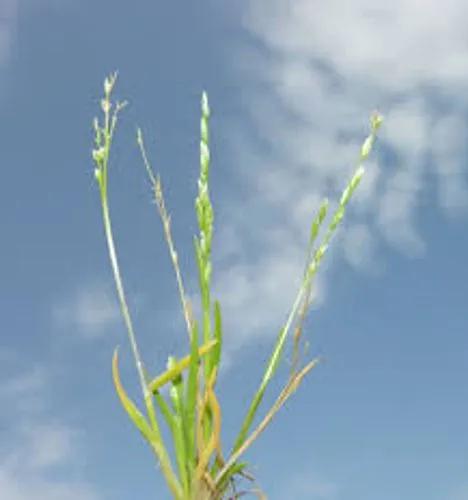 Early Meadow-Grass