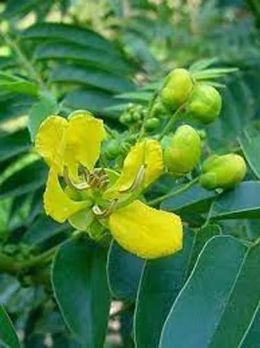 Senna Petersiana