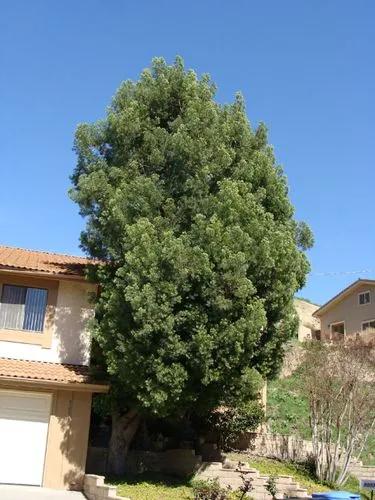 African Fern Pine