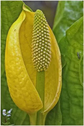 Western Skunk Cabbage