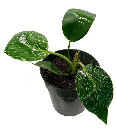 White Veined Birkin Philodendron