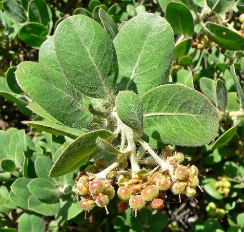 Arctostaphylos Columbiana