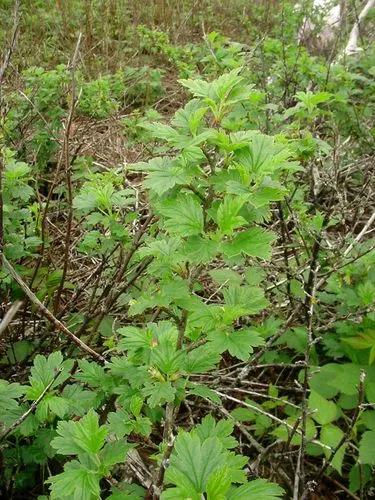 Wild Gooseberry