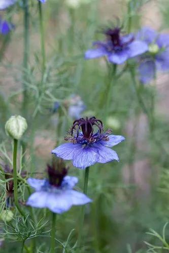 Midnight, Spanish Love-In-A-Mist