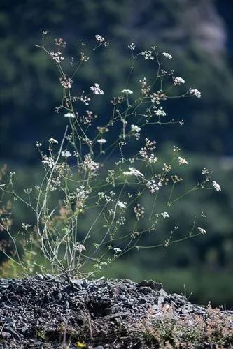 Common Saxifraga