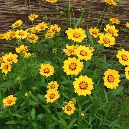 Coreopsis Lanceolata