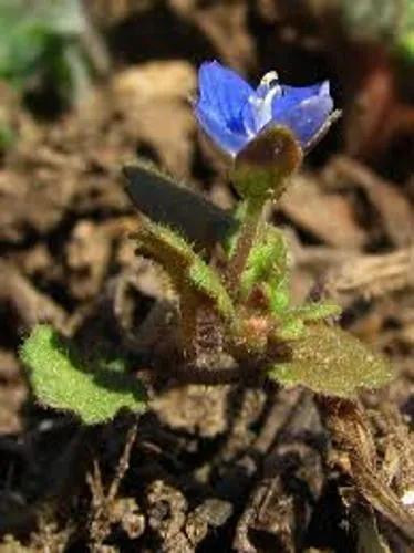 Gray Field Speedwell