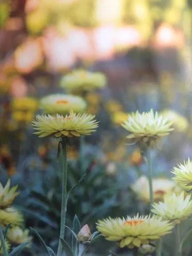 Strawflower