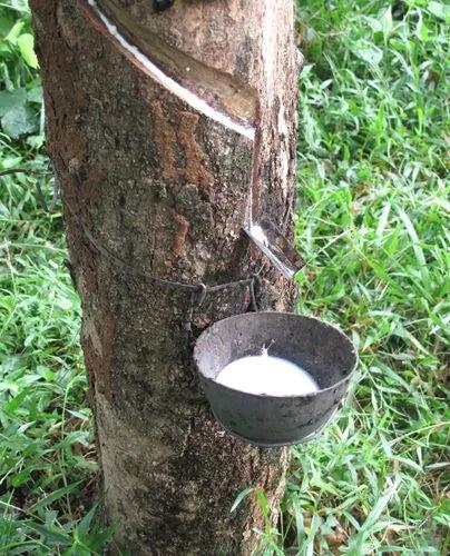 Rubber Tree