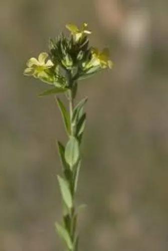 Rigid Flax