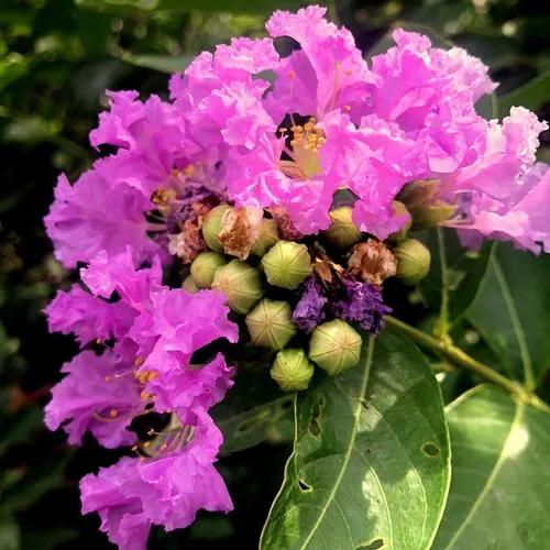 Queen's Crepe-myrtle