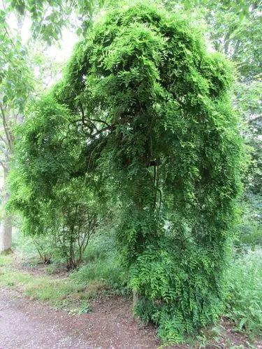 Japanese Pagoda Tree