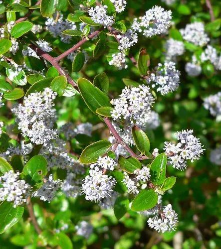 Ceanothus Cuneatus