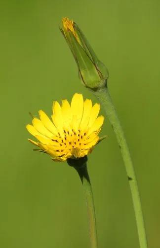 Tragopogon Pratensis