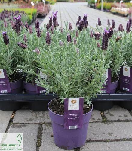 Lavandula Stoechas