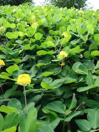 Arachis Pintoi