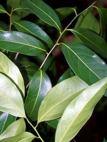 Florida Nectandra