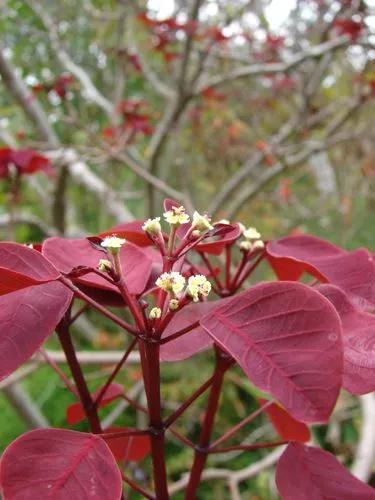 Smoketree Spurge