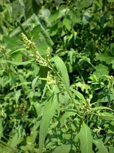 Spear Saltbush