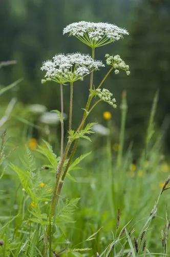 Cow-parsley