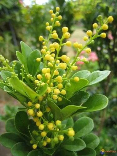 Incense Plant