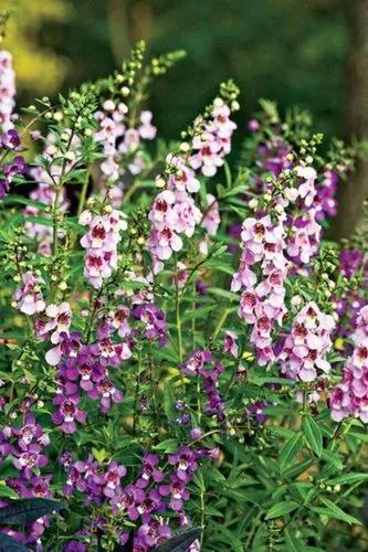 Angelonia