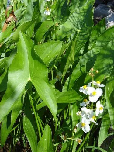 Sagittaria Latifolia