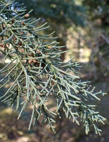 Cupressus Bakeri
