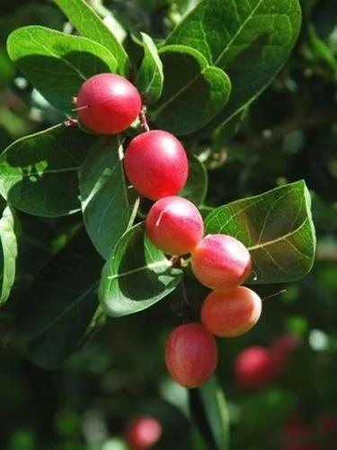 Natal plum