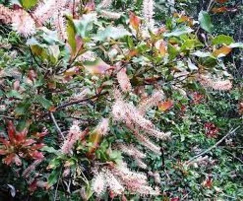 Macadamia Ternifolia