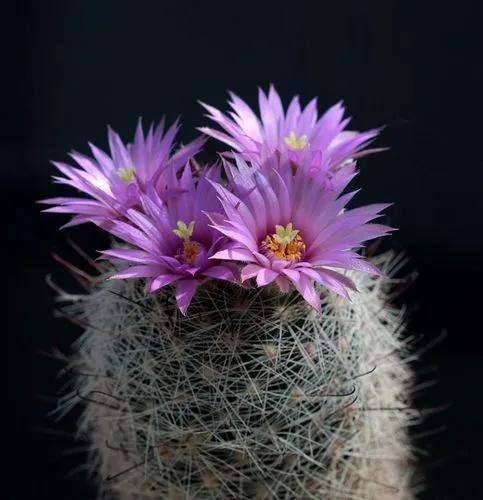 Mammillaria Wrightii