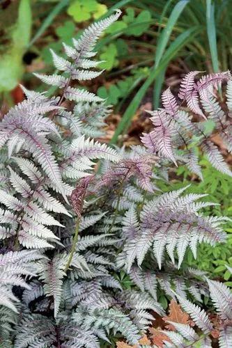 Japanese painted fern