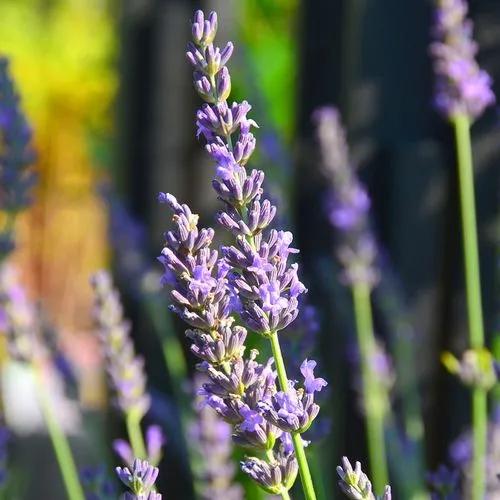 Lavandula Intermedia