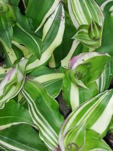 Callisia Congesta Variegata