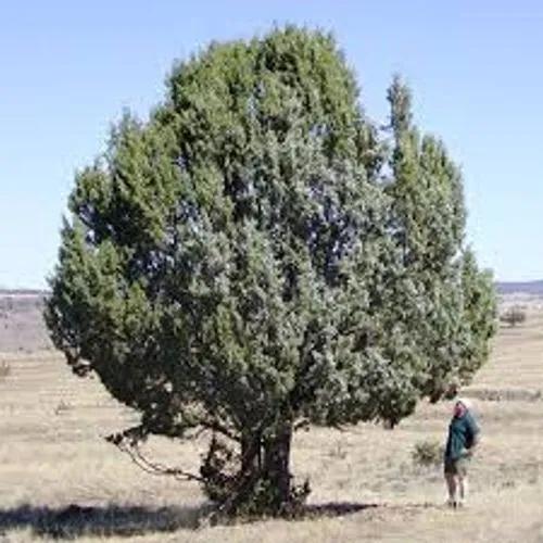 Juniperus Occidentalis