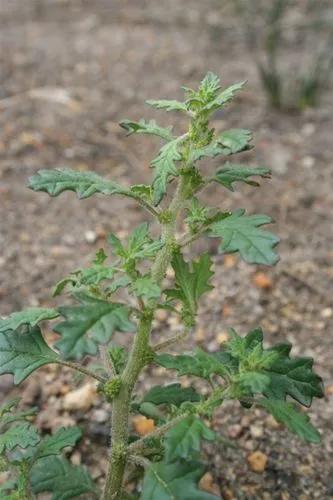 Clammy Goosefoot.