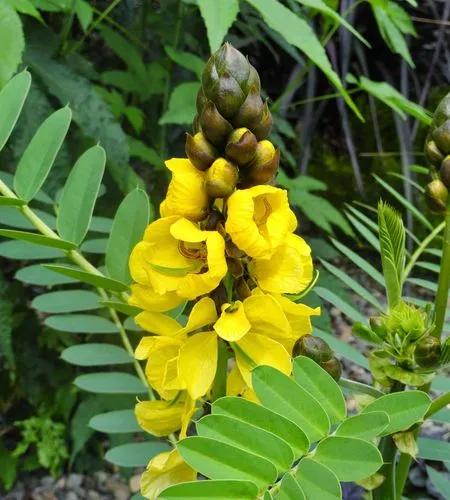 Silver Leaf Cassia