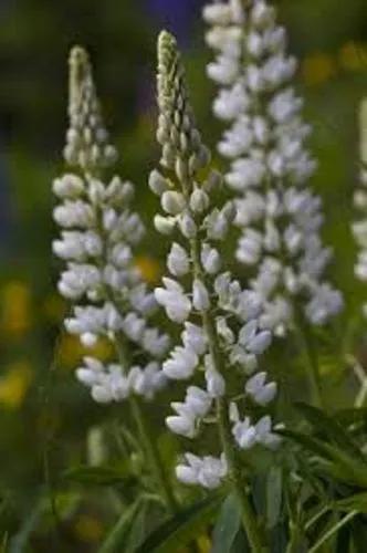 White Lupin