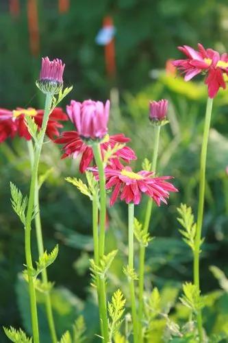 Tanacetum Coccineum