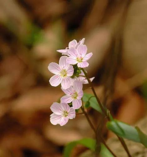 Carolina Springbeauty