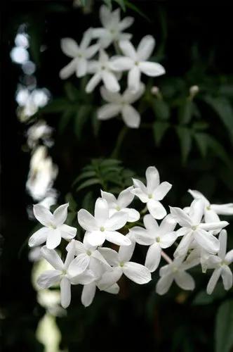 Spanish Jasmine