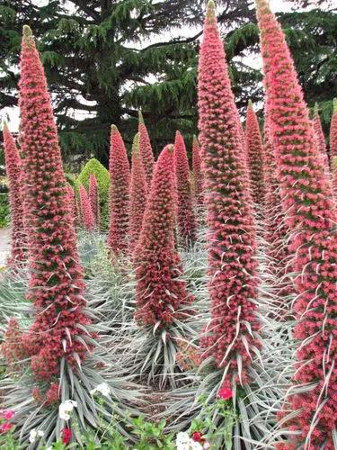 Tree Echium